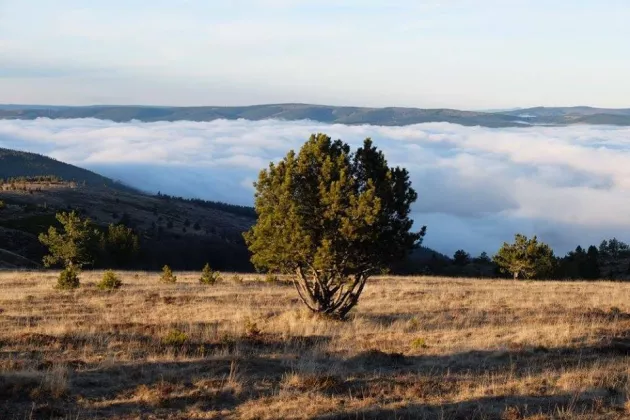 Arbre dans la campagne
