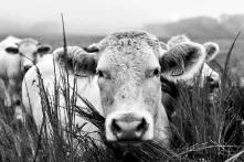 Vaches dans la brume