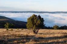 Arbre dans la campagne