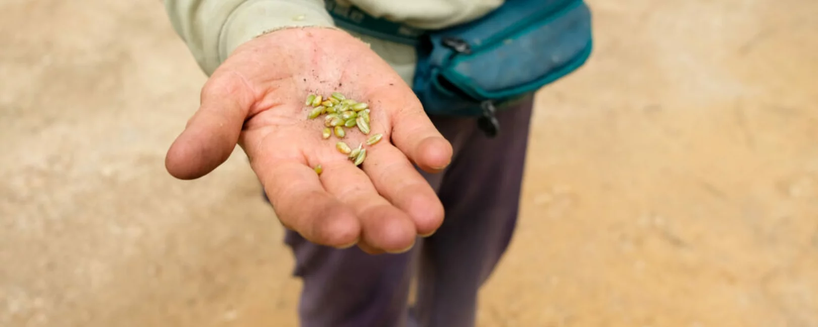 Wheat Kernels in Lebanon Jibal Land Stories 2024