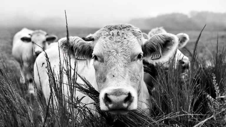 Vaches dans la brume