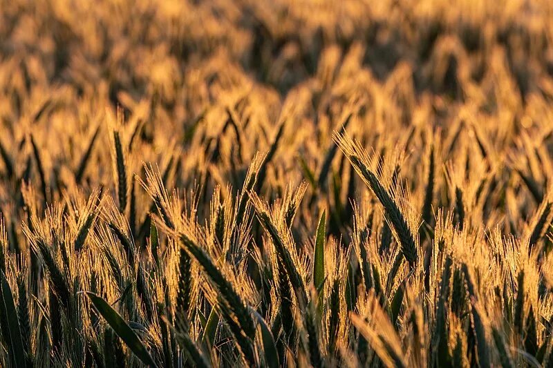Céréales au lever du soleil