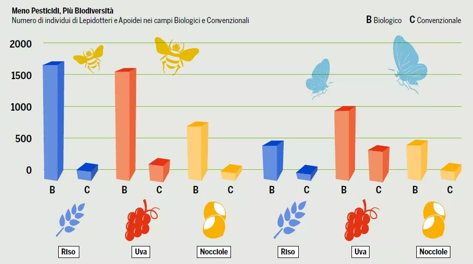 grafico