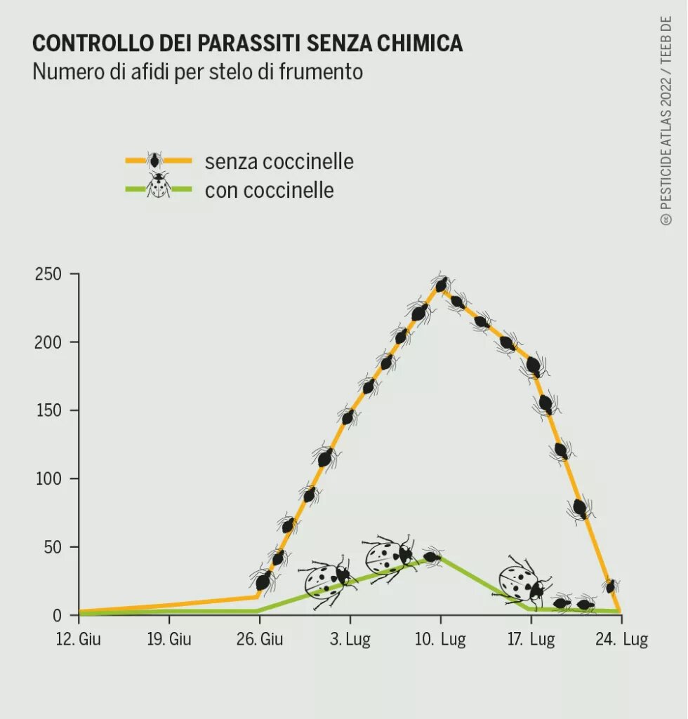 grafico