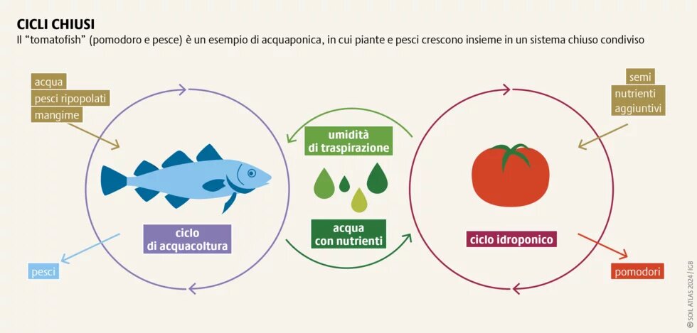 In un ciclo sostenibile, le feci dei pesci forniscono nutrienti alle piante, che a loro volta filtrano l’acqua per i pesci.