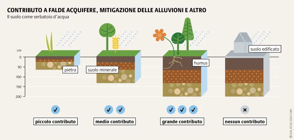 Un suolo profondo e ben sviluppato può immagazzinare grandi quantità d’acqua, parte della quale scende a formare le falde acquifere. 