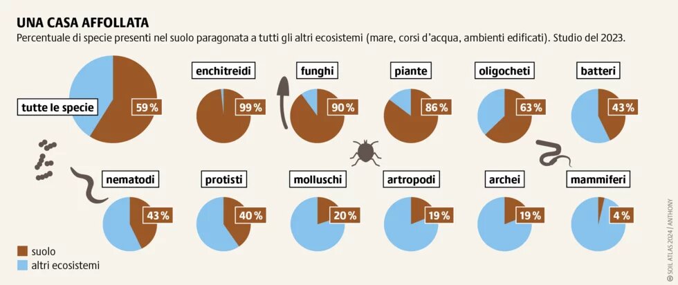 Il suolo è l’habitat a più alta biodiversità sulla terra: ospita infatti quasi due terzi delle specie viventi presenti in tutto il mondo