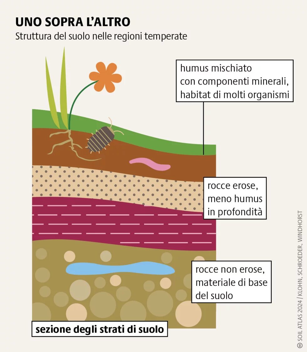 L’humus, dal latino humus, terra, è una componente essenziale del suolo, che si forma quando i microrganismi decompongono la materia organica e altre sostanze