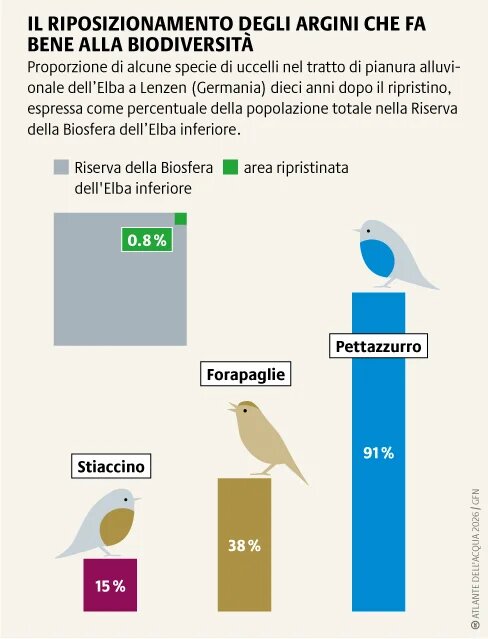 L'esempio della Germania dimostra che il ripristino conviene, poiché le pianure alluvionali si rigenerano rapidamente e offrono rifugio a molte specie
