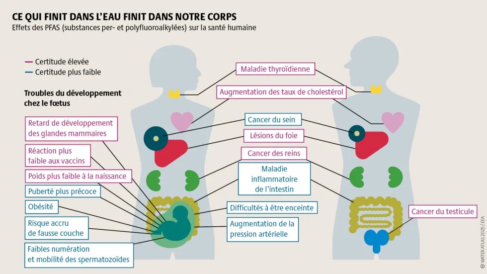 Les substances chimiques telles que les PFAS contaminent durablement les sources d’eau. Elles se décomposent lentement, s’accumulent dans la nature, polluent l’eau potable et représentent un danger pour les vies humaines.