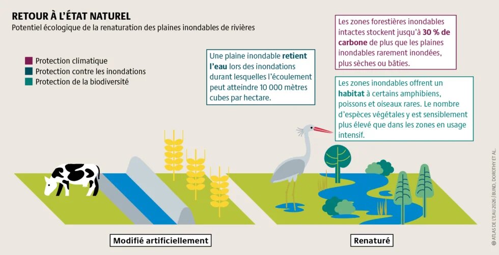 Les plaines inondables proches de leur état naturel favorisent la biodiversité, contribuent à atténuer les effets du changement climatique, offrent une protection contre les inondations et constituent des lieux récréatifs appréciés.