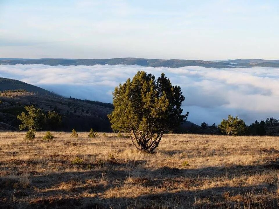 Mer de nuages, Lozère